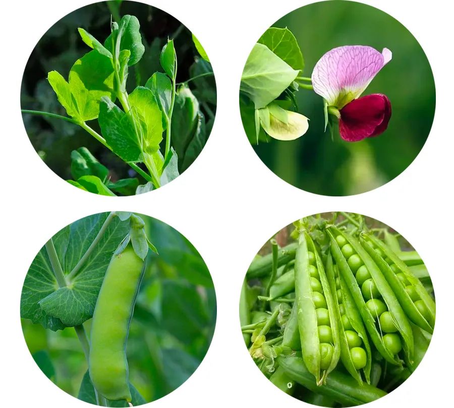 儿童绘画草莓和篮子,儿童画教程创意美术课