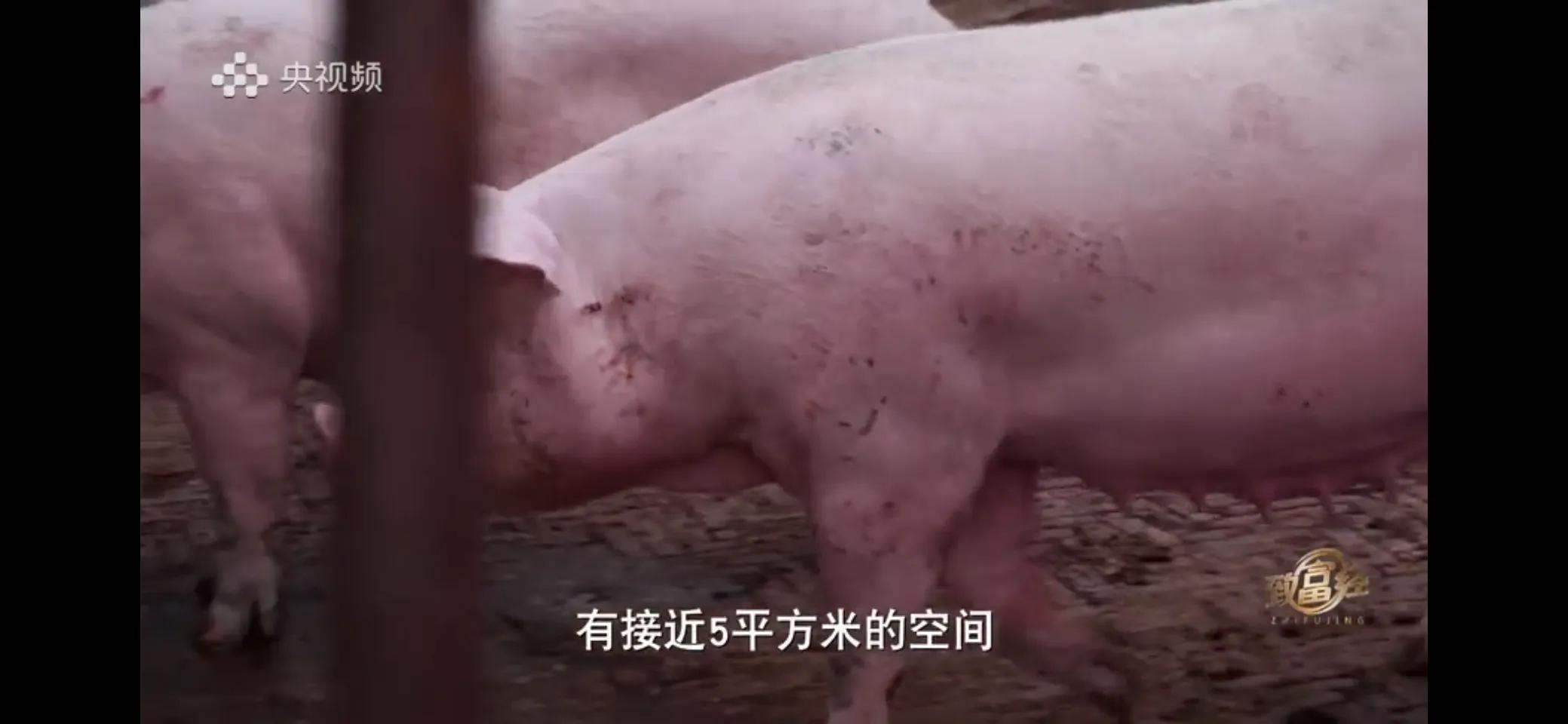 小伙子养猪5年后挣钱5多亿,农村小伙养猪赚过亿