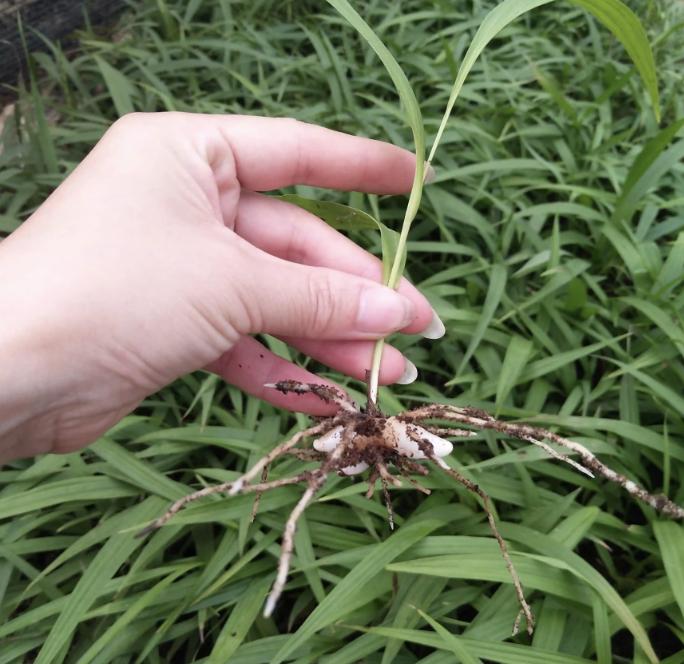 生长在小溪旁边的草,在溪水边生长的草