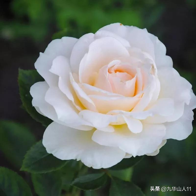 大花胖美人月季有几个品种,适合阳台养的大花月季品种