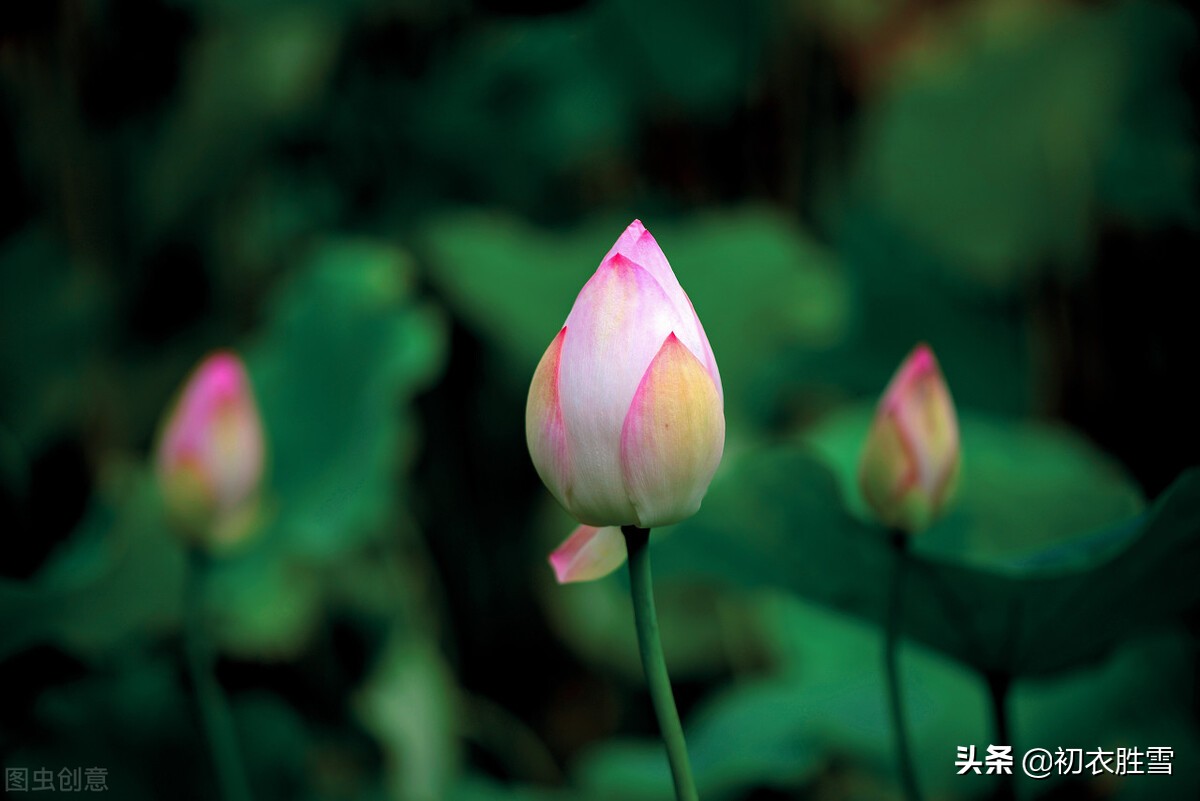 仲夏菡萏美诗七首赏读：一支菡萏瓣初张，五月初开菡萏花