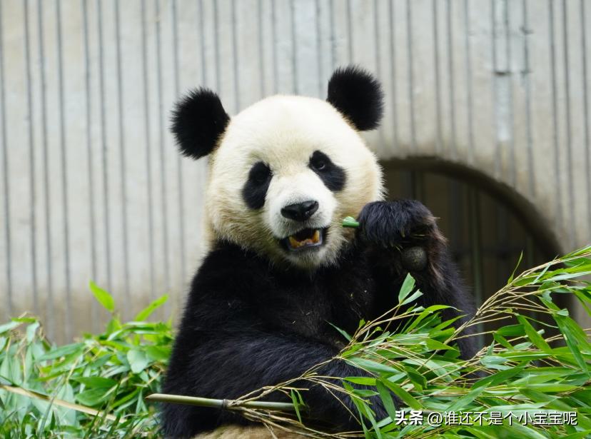 大熊猫皓月和花花,大熊猫花花有几个绯闻男友