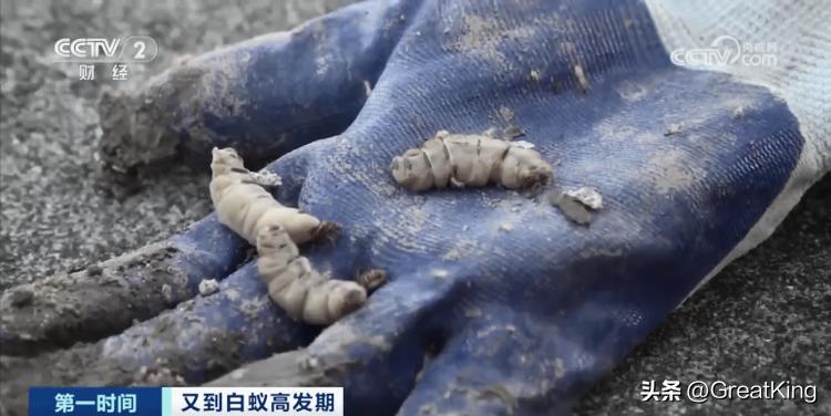 白蚁是一夫一妻制吗,浙江哪里挖出白蚁