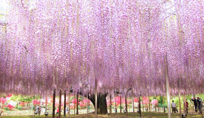 栃木必游景点,栃木县旅游