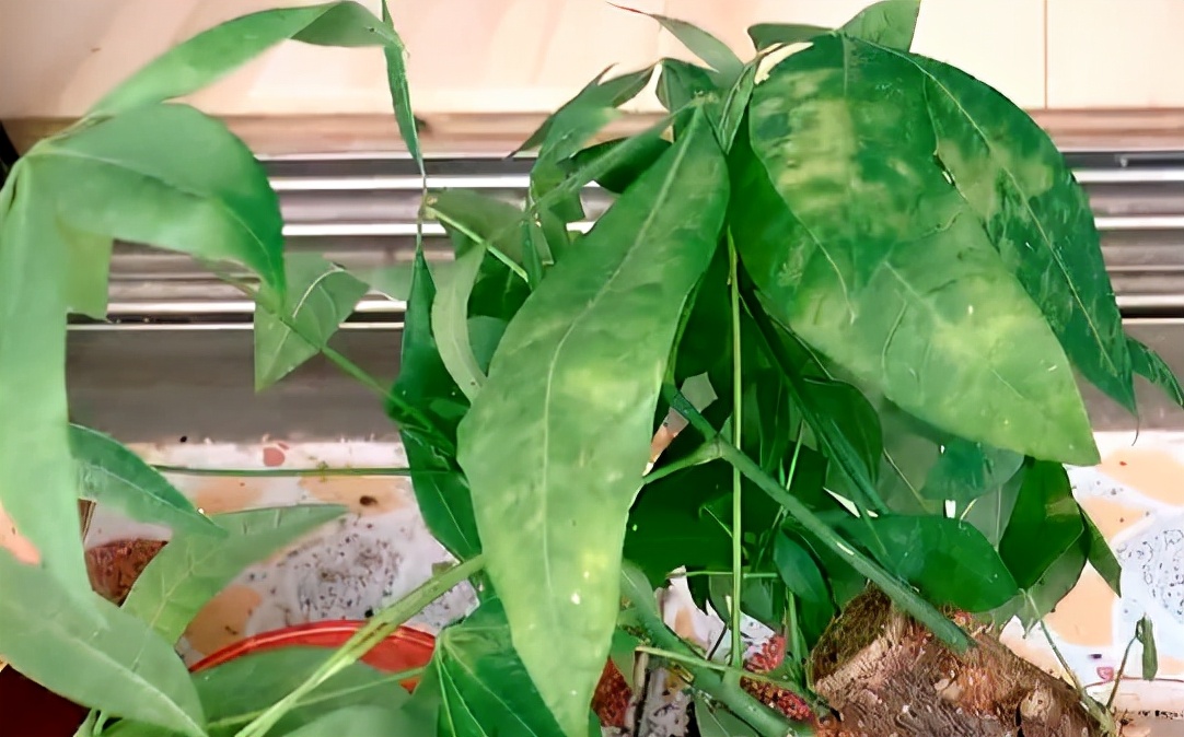 发财树病虫害图解大全,发财树都有哪些病虫害