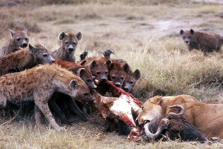 特朗普攻击性武器,特朗普最厉害武器是啥