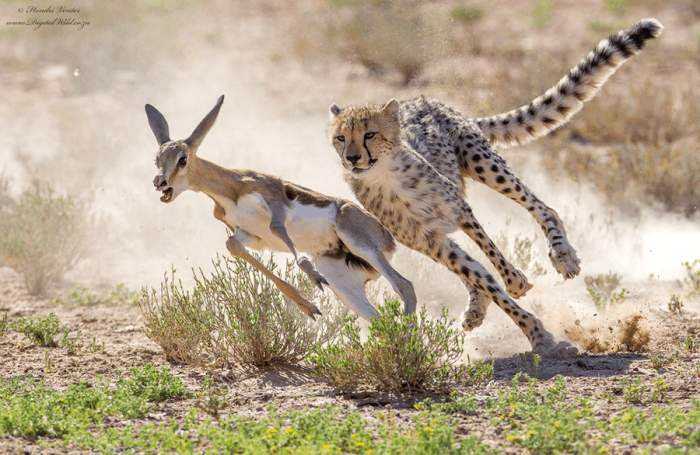 老虎舌头舔一下就掉一块皮,老虎舌头上的倒刺能舔掉人皮吗