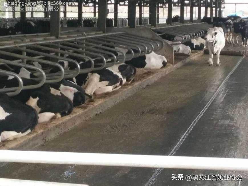 奶牛乳房炎的诊断与治疗方法研究,奶牛乳房炎的预防