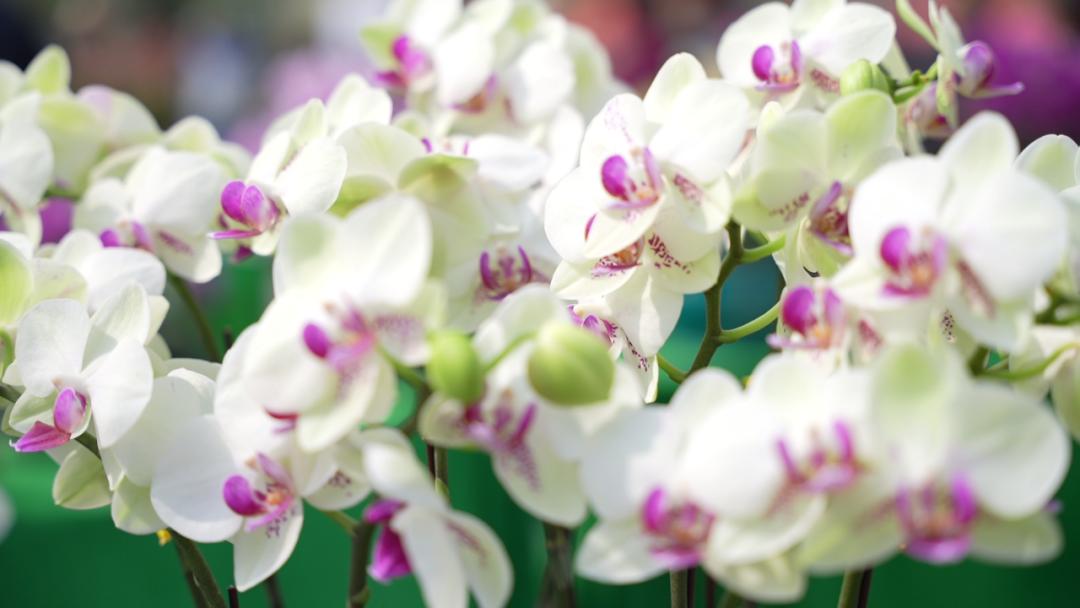 四会石狗镇兰花展今年什么时间,石狗镇程村兰花展馆