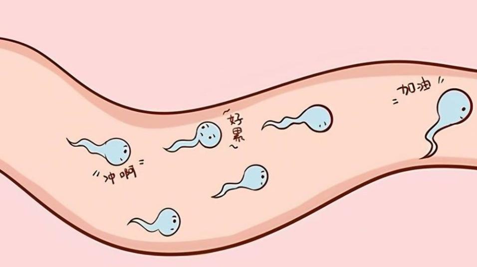 当精子和卵子相遇后还会排卵吗,精子遇到卵子一生的运气