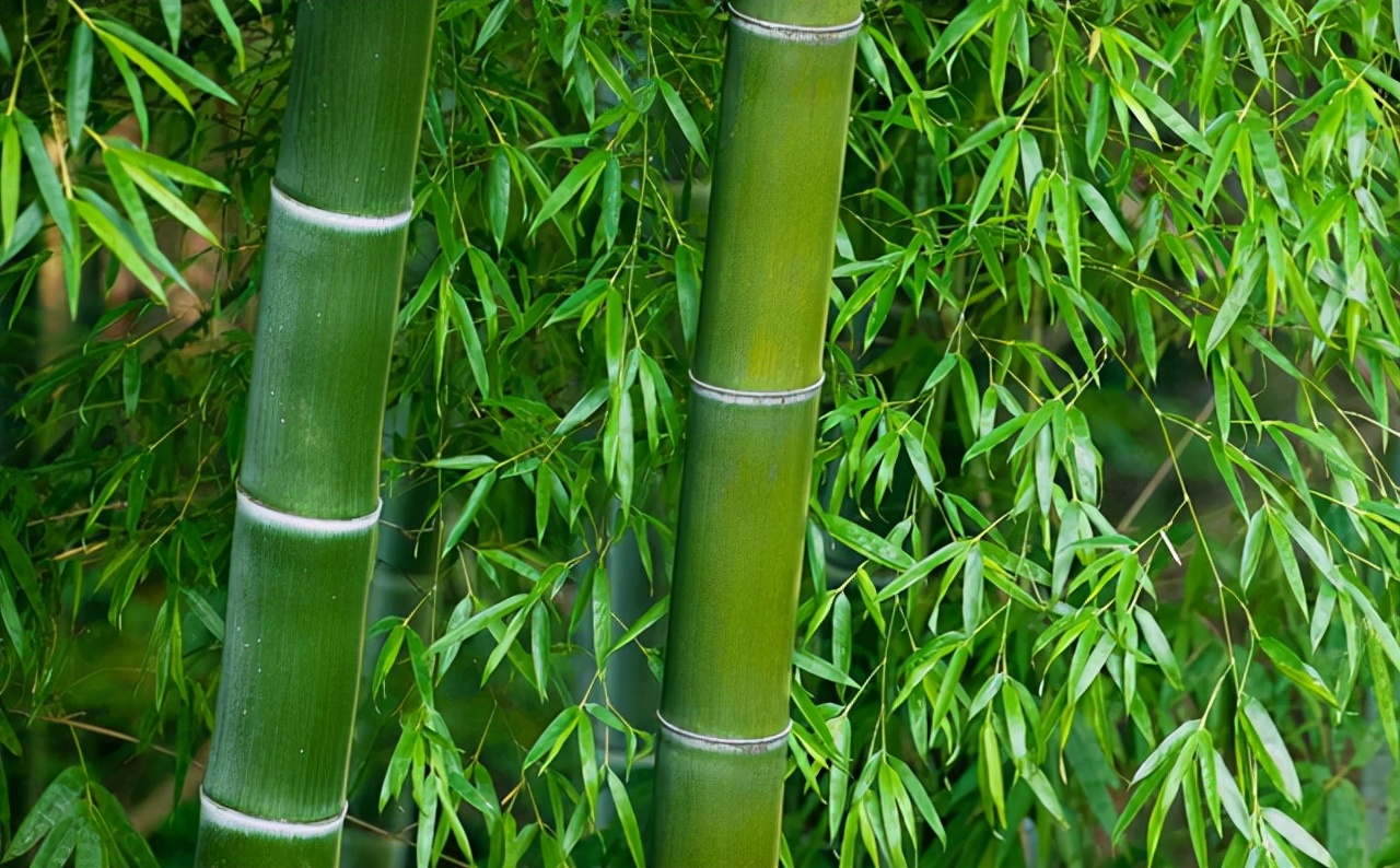 中国竹子建高铁车厢,竹子造高铁是真的吗