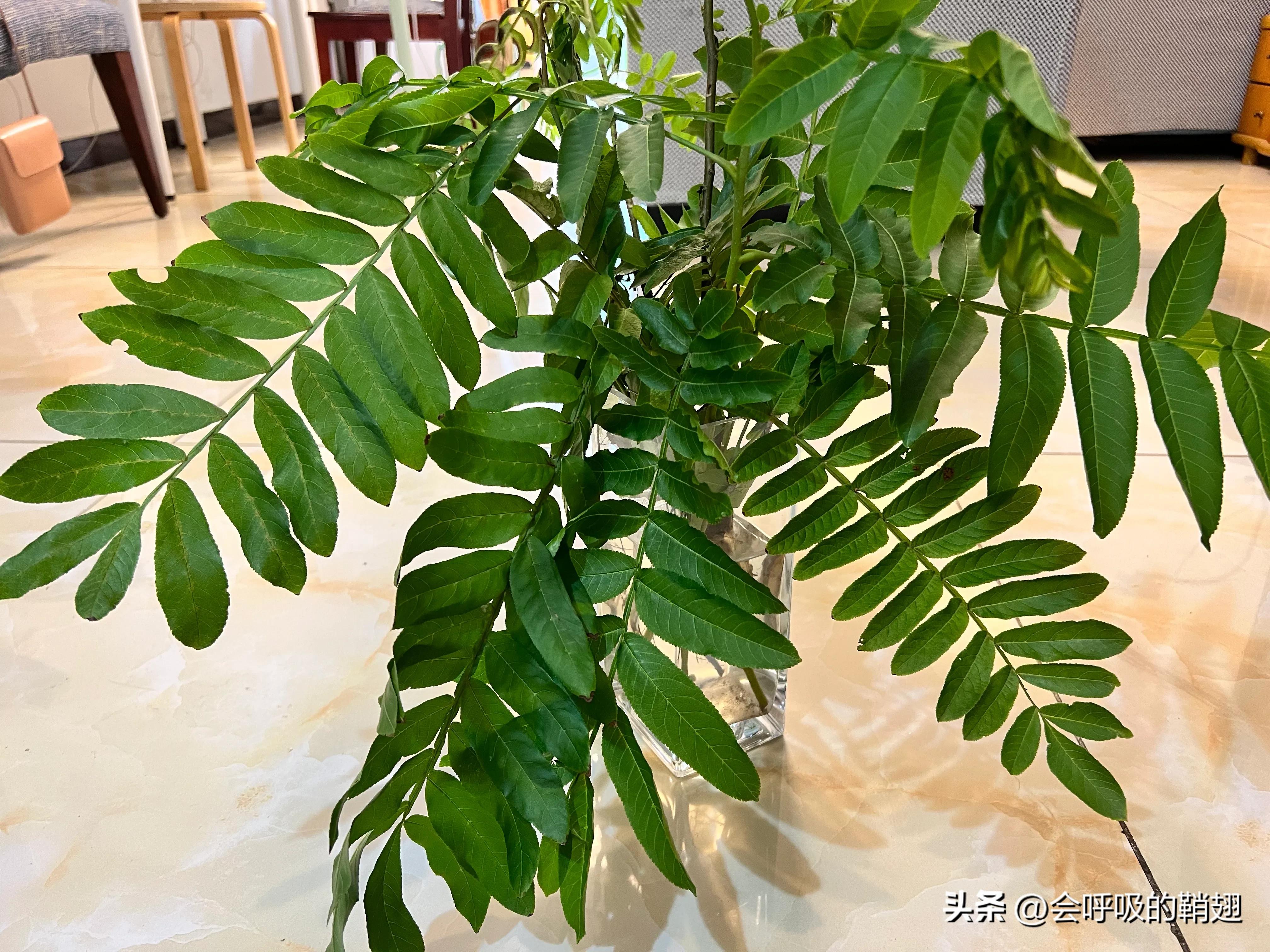 绿尾大蚕蛾怎么样驱除,大蚕蛾饲养记录