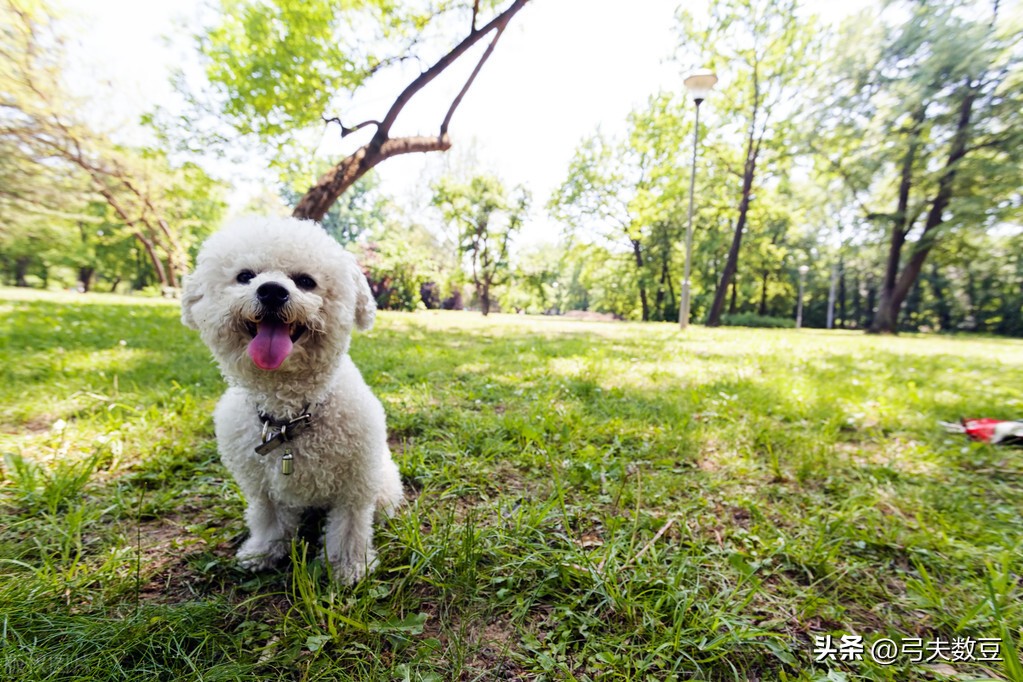 卖宠物零食赚钱吗,宠物食品代加工能赚钱吗