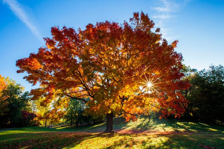 仙人掌墨西哥国花,仙人掌花是什么国家的国花