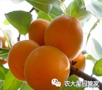 优质果树苗木品种介绍,最好的新品种苹果苗木