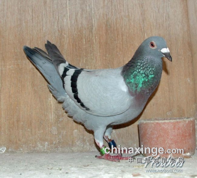 万里挑一的获奖者图片,万里挑一比赛视频