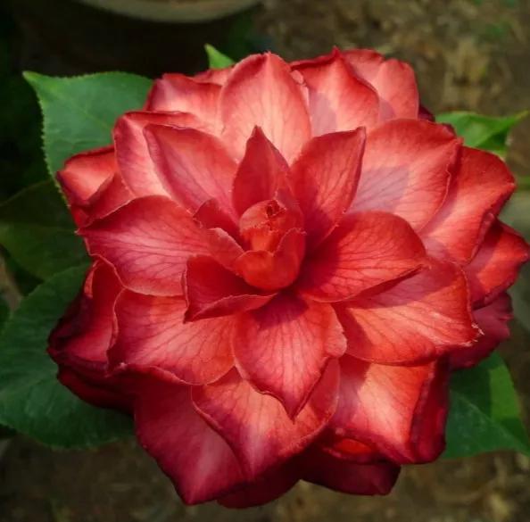 大海伦茶花是复色吗,大海伦山茶花品种介绍