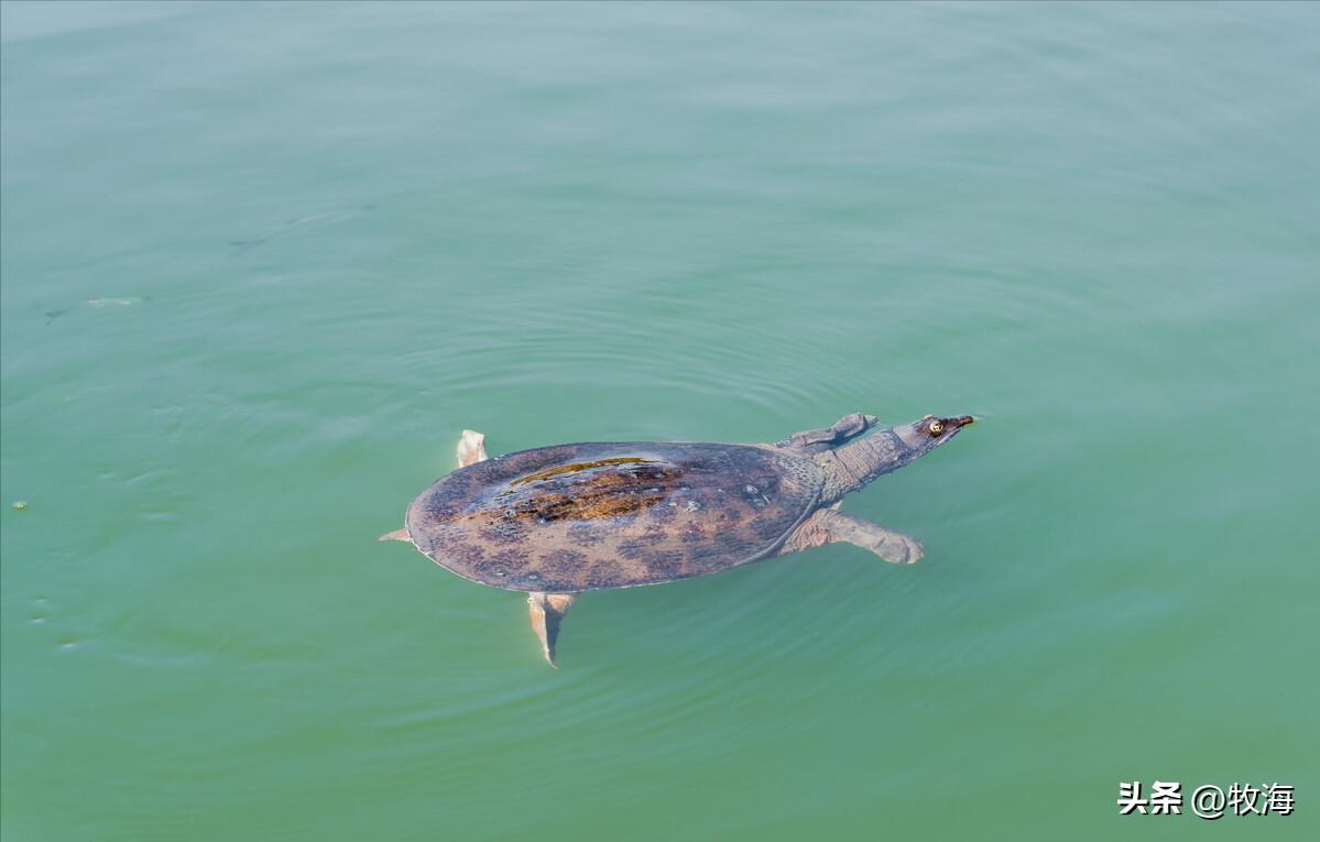 生态养鳖一亩地放多少只,养一亩中华鳖效益有多高