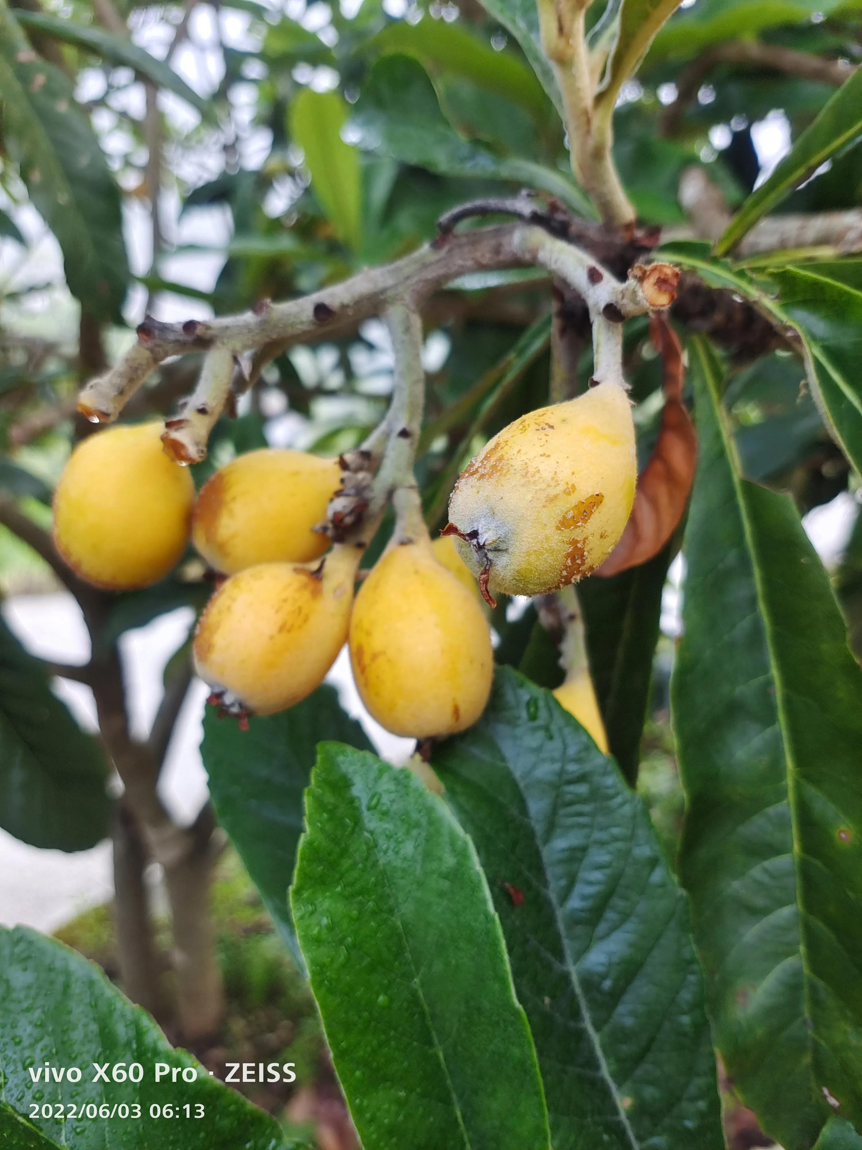 疏影日记之忠实记录生活6.5