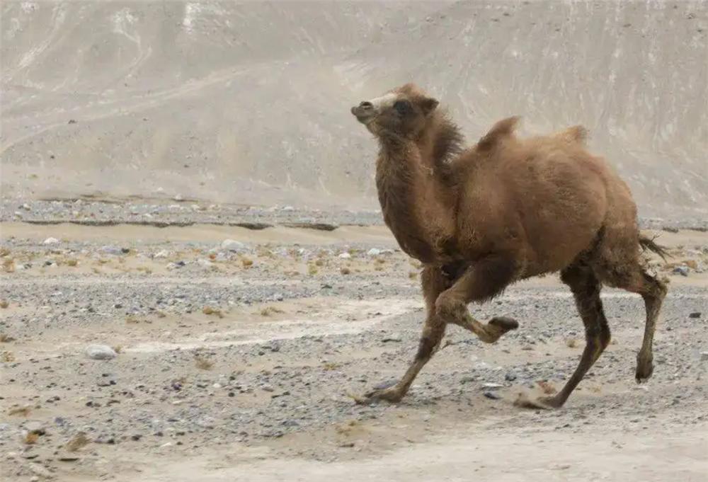 狼群围攻藏野驴400公斤,戈壁滩发现野生骆驼