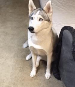 狗狗中最乖的狗是哪一种,狗界最怂的6种狗有危险溜得很快