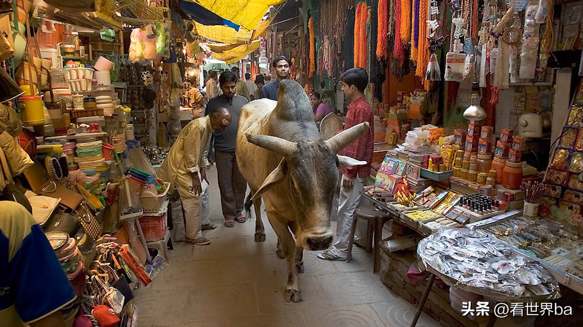 印度牛粪饼多少钱一只,印度牛粪饼一盒205元经常卖到脱销