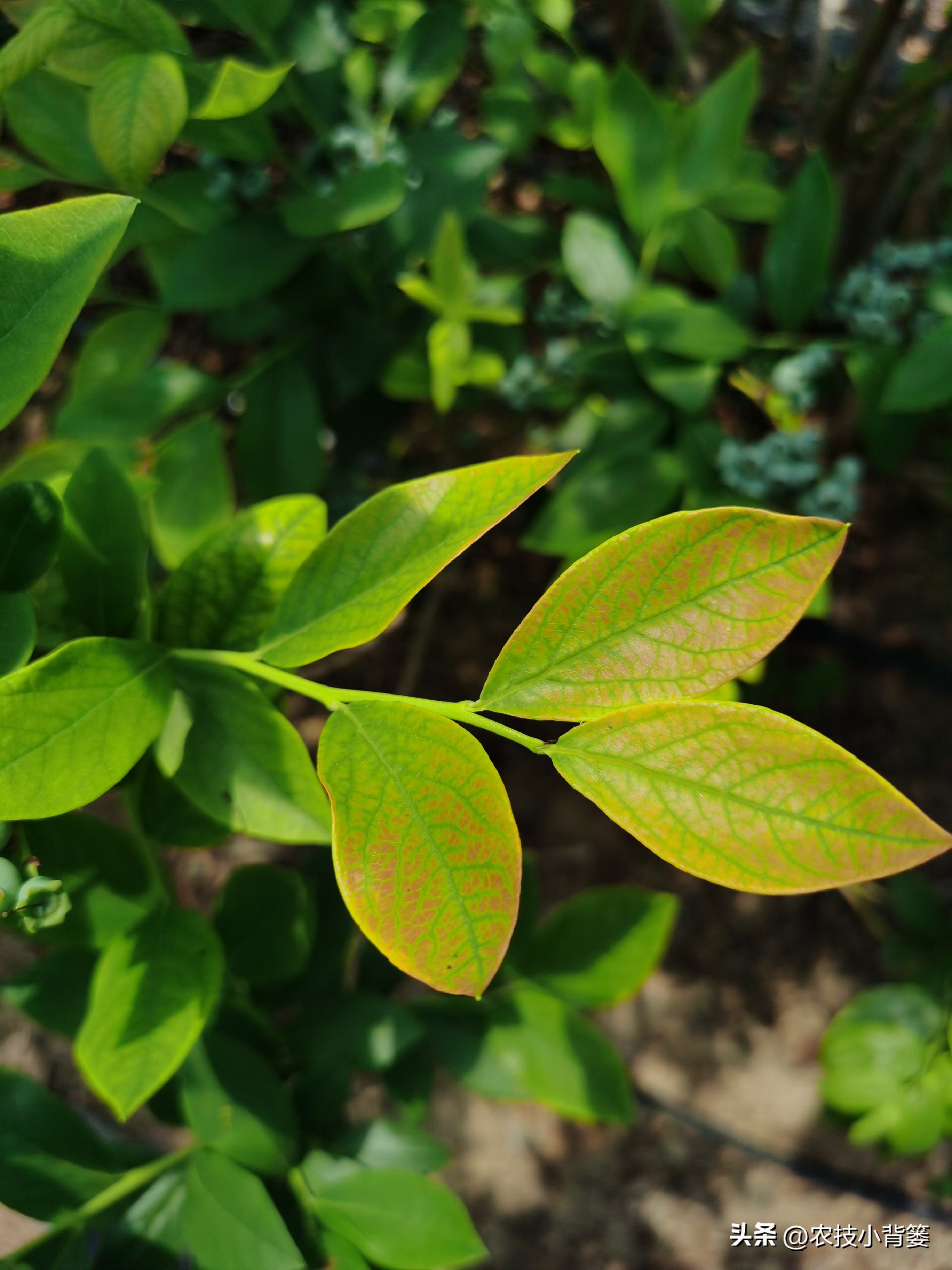蓝莓黄叶几个月了还有救吗,蓝莓叶脉失绿发黄怎么办