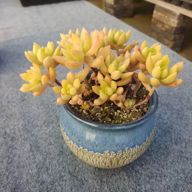 爱徒长的黄丽别嫌弃，3月控一控，养成漂亮“宝石花”