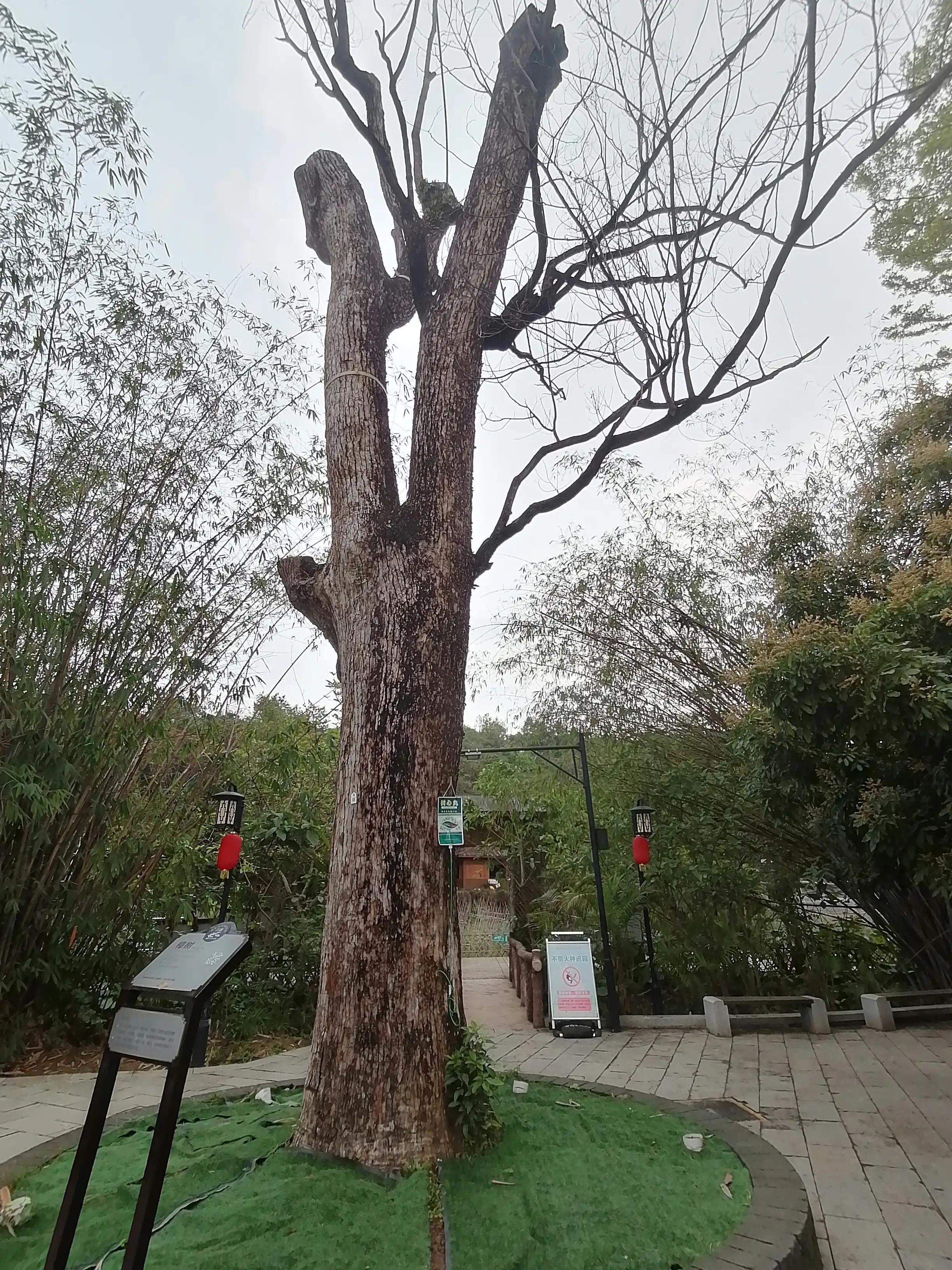 深圳观澜版画村景点,深圳十大客家古村落打卡甘坑古镇