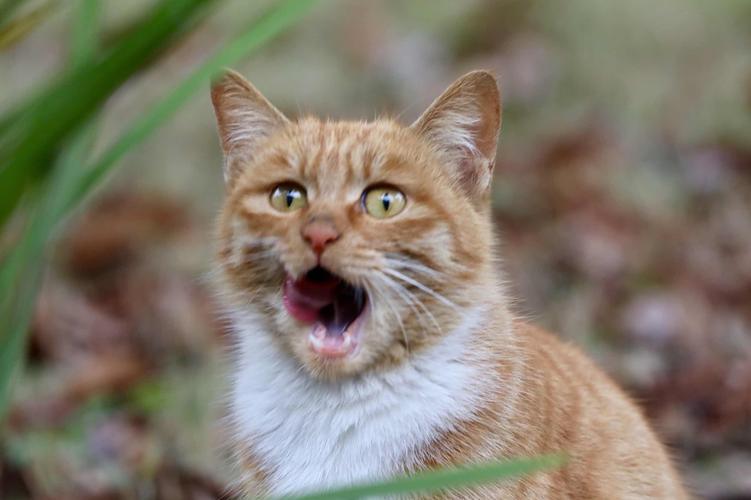 给猫咪洗澡有哪些注意事项,给猫咪洗澡的七个注意与十个步骤