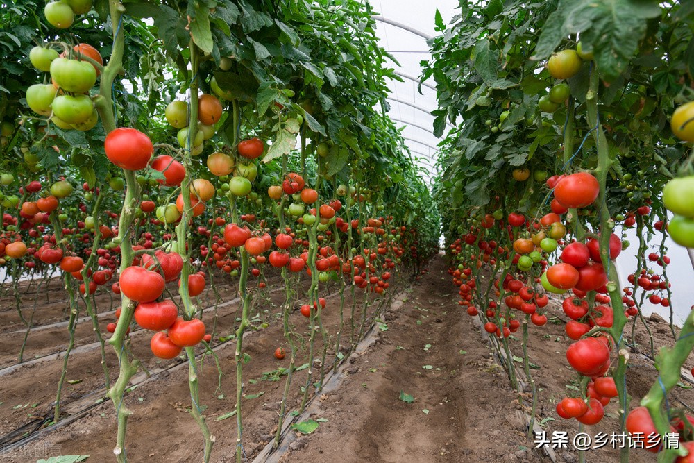 神奇的环保酵素用什么制作,种植酵素的作用与功效