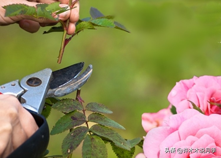 月季撸光叶子更好养？消灭病害的杀手锏，冬季清园的最后利器