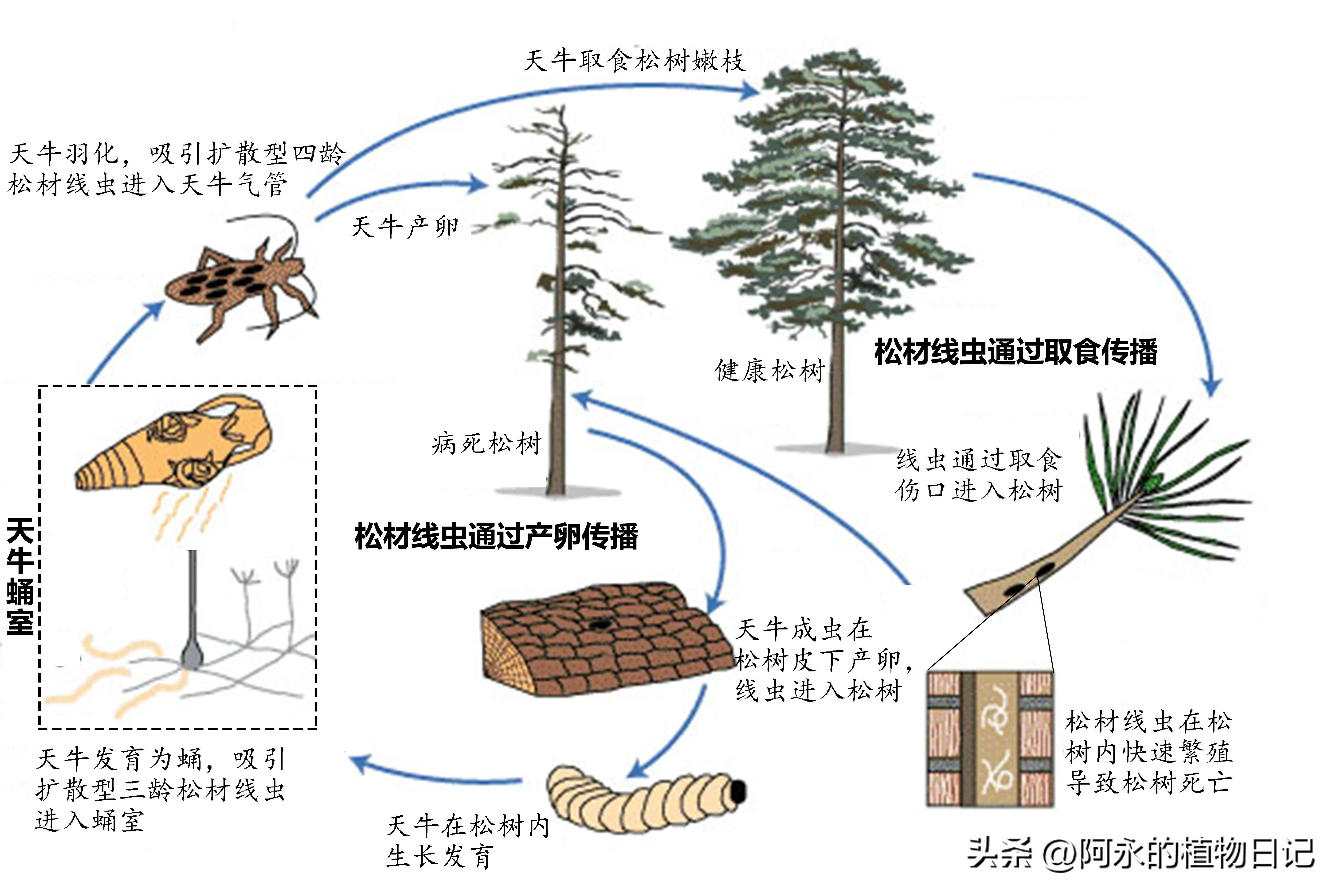 植物检疫的目的和作用,植物检疫的概念是什么