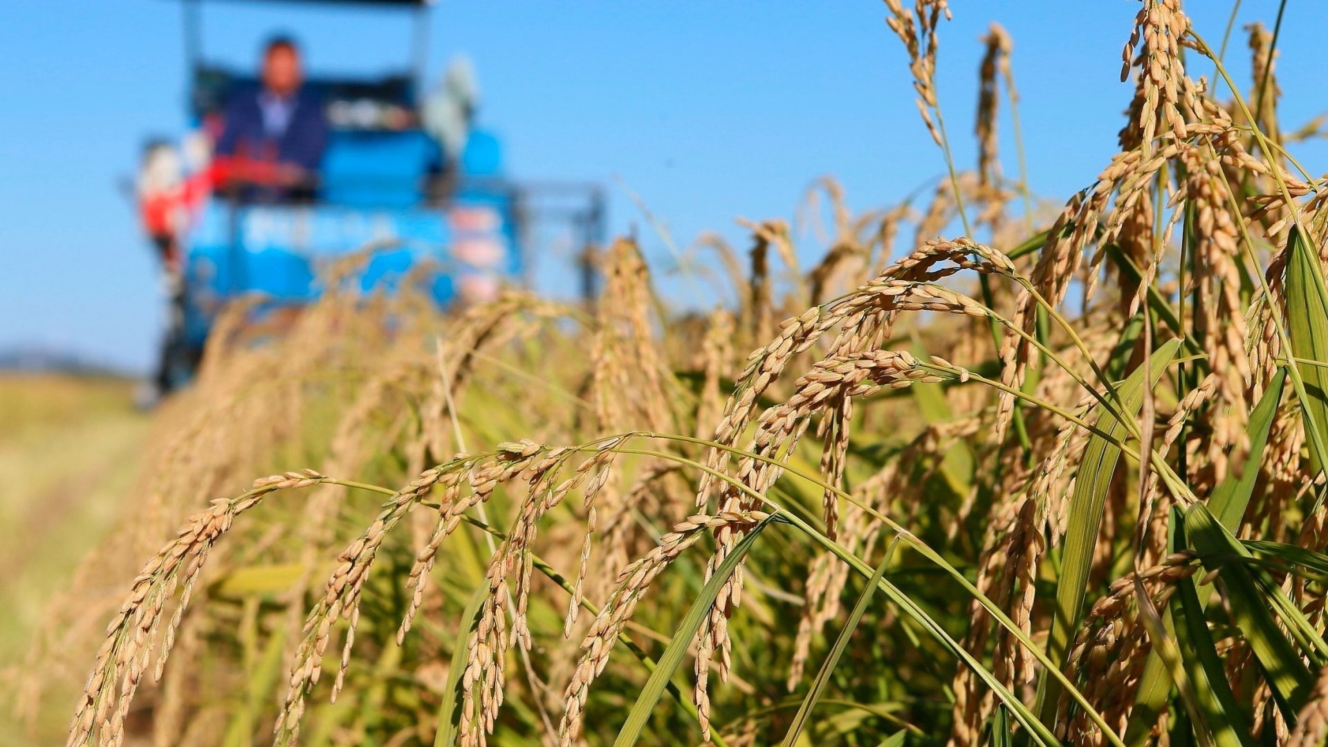 种植海水稻有什么好处,海水稻好吃还是难吃