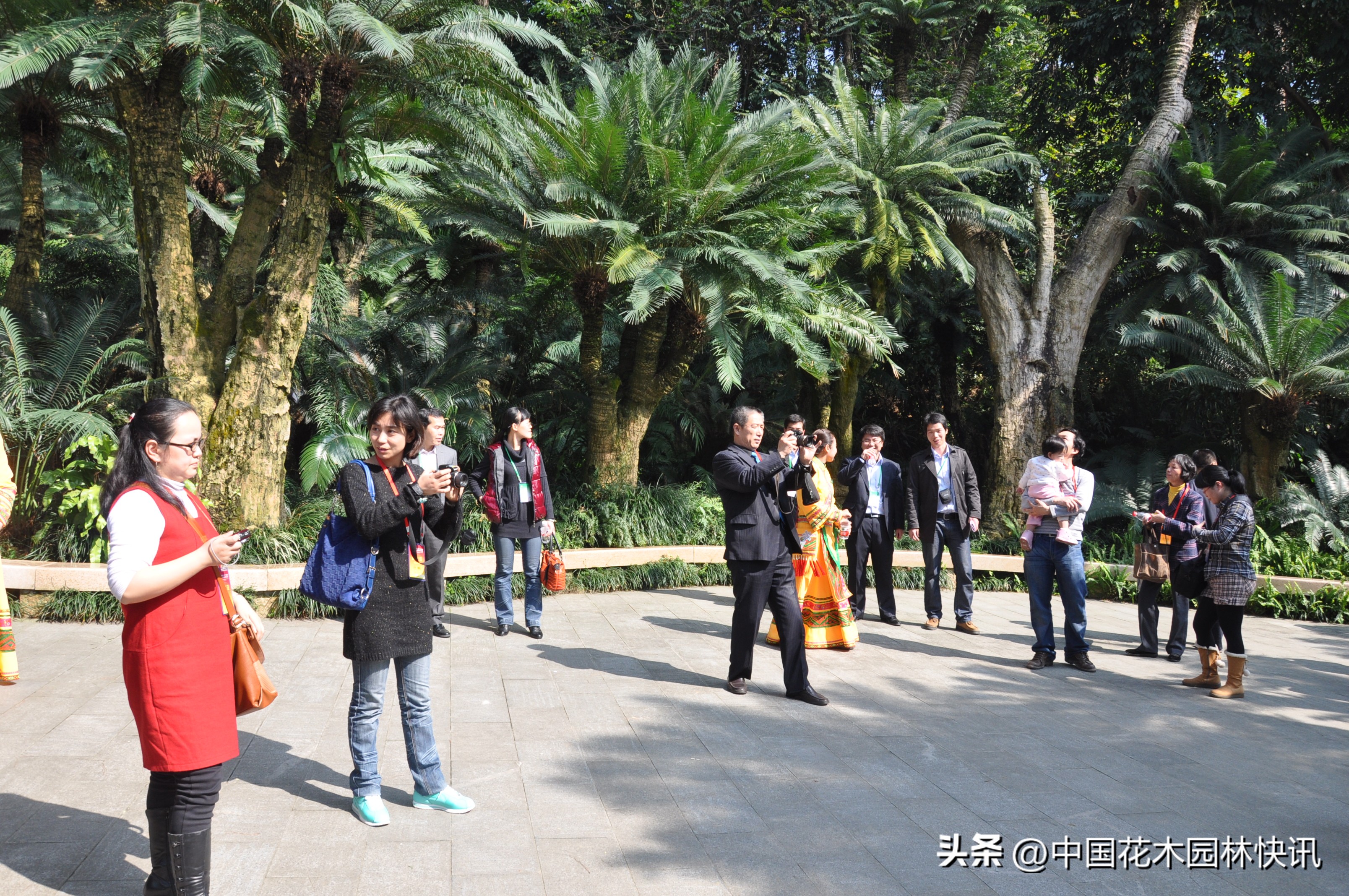 青秀山苏铁科普馆建成开放,南宁青秀山中国铁树简介