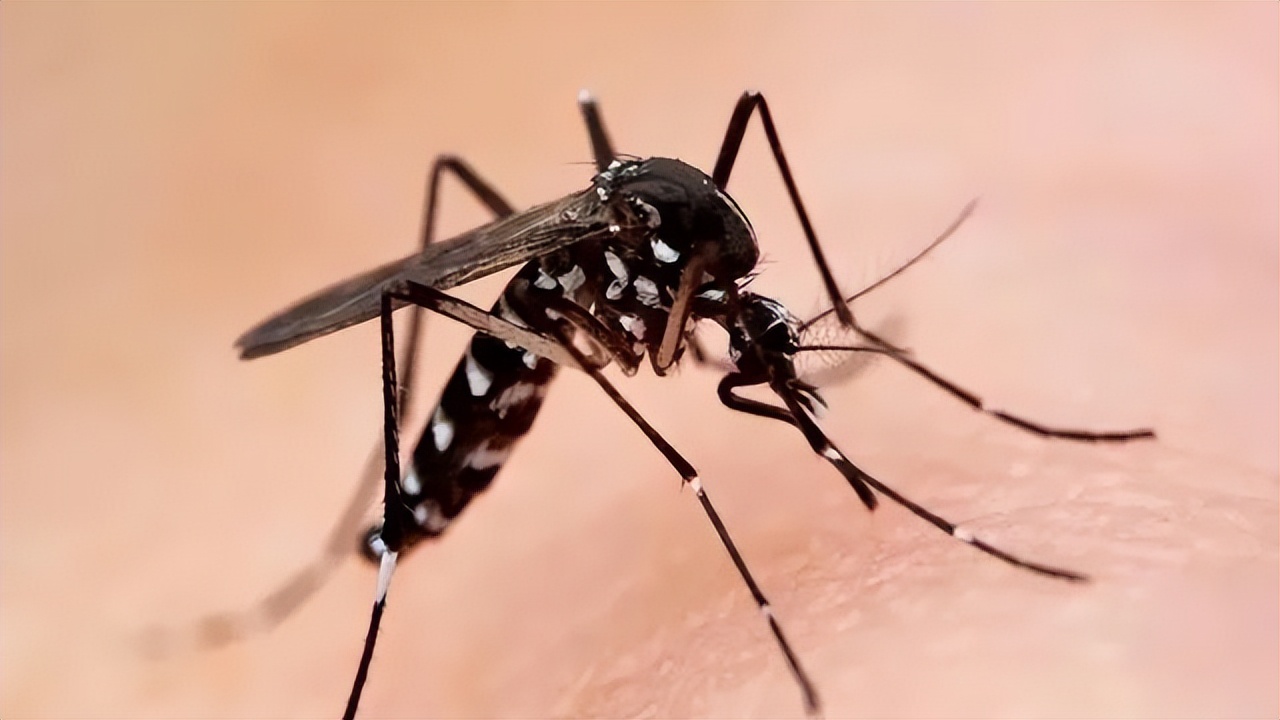 广东人的灭蚊术,阎王见了也发怵