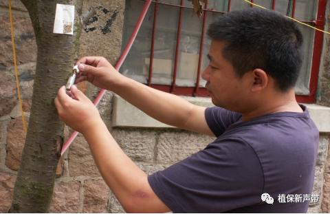 蛀干害虫为害症状识别,什么是蛀干害虫