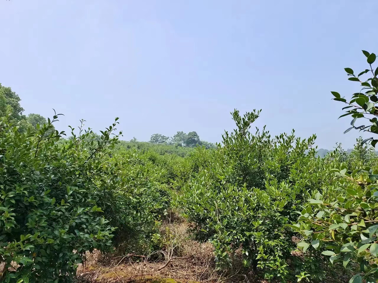 农村种植茶树的前景,种一亩茶树一年的收入多少钱