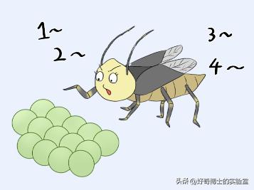 床上小颗粒是什么虫卵,墙上有虫卵很小颗粒