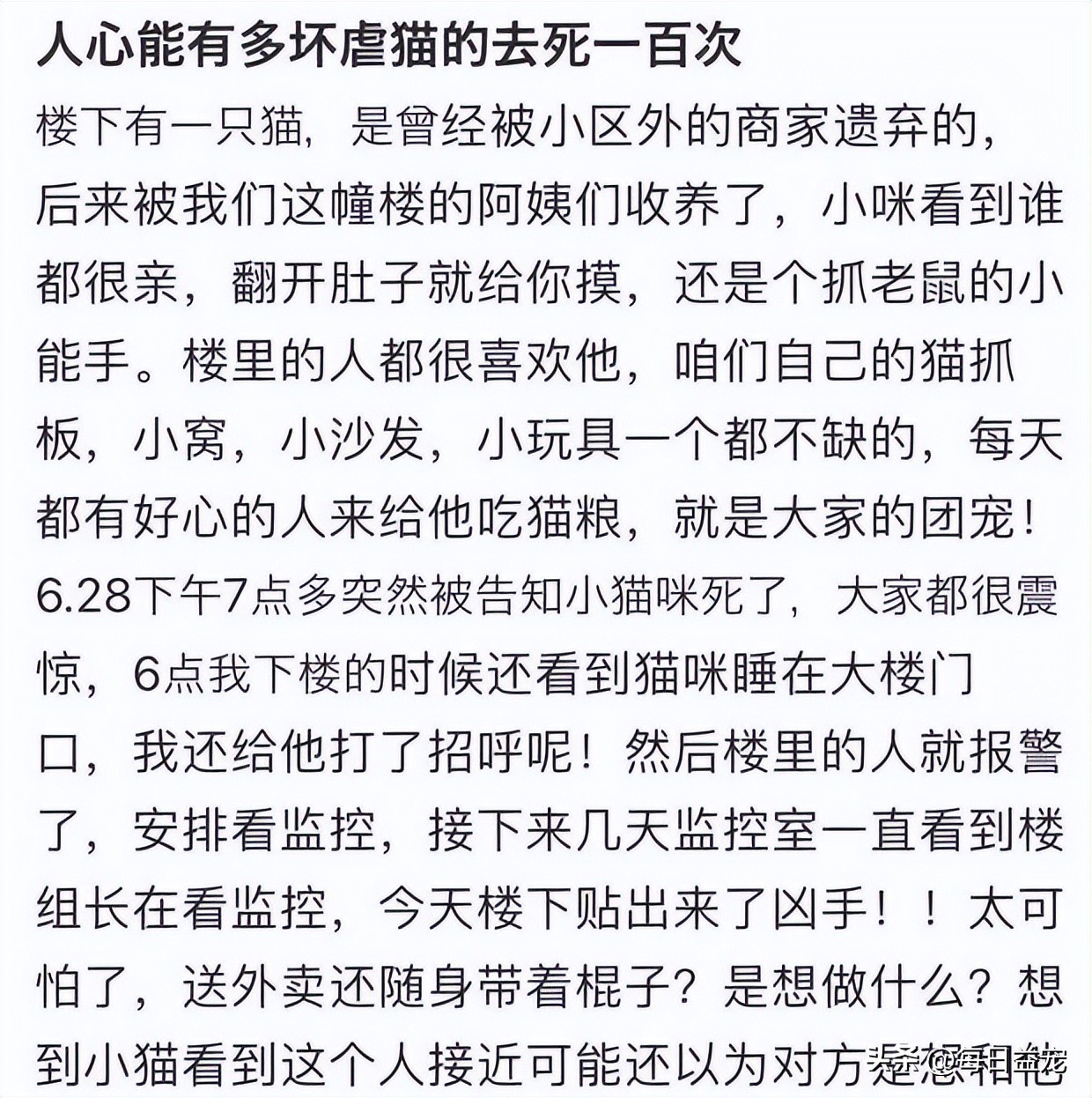 外卖小哥暴打流浪猫后续,外卖员暴打猫咪后续