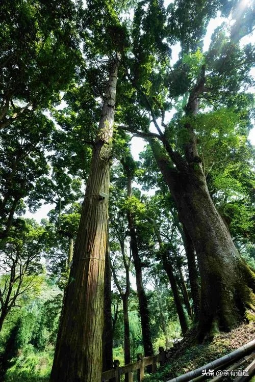 川藏南线茶马古道,四川荥经茶马古道路线图