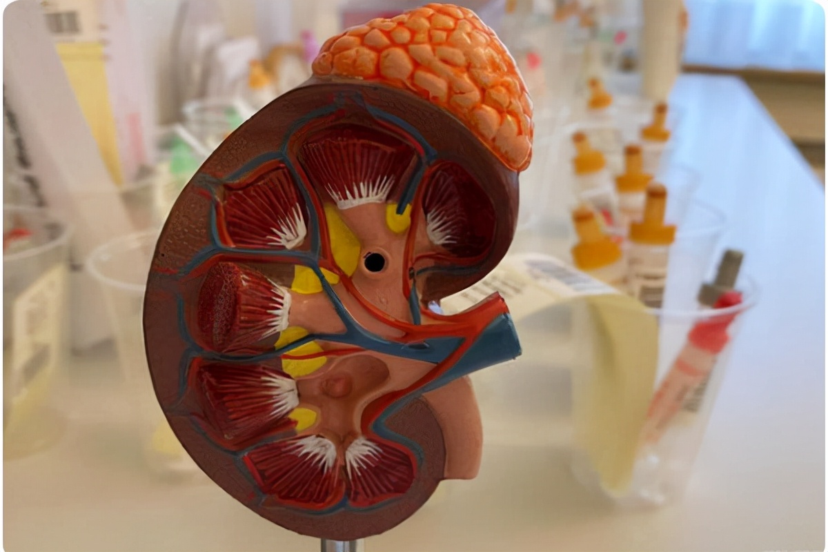 慢性肾衰竭肌酐300如何降肌酐,慢性肾病肌酐300多怎样降肌酐