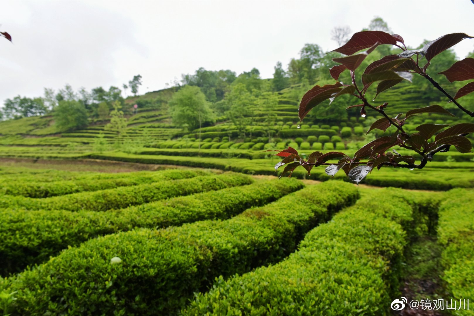 西乡县著名的茶园有哪些,西乡是中国最美茶园吗