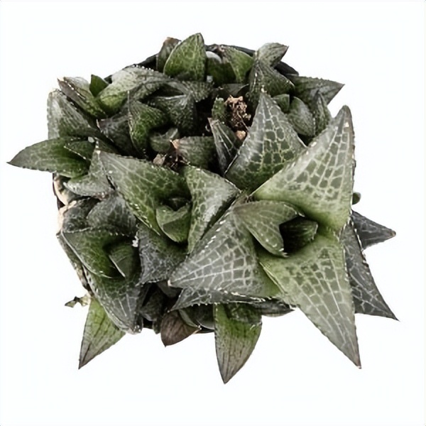 102个大类近500个多肉植物图片，都极其美丽，建议在家中也养一盆