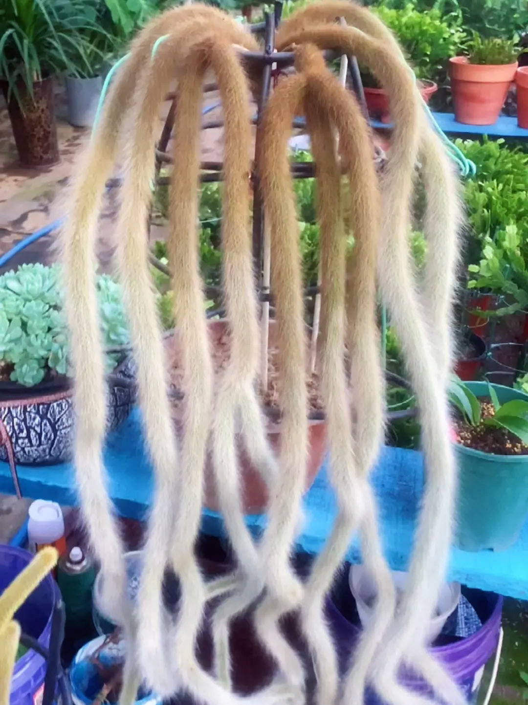 最美最惊艳的仙人掌花,仙人掌奇花图片大全