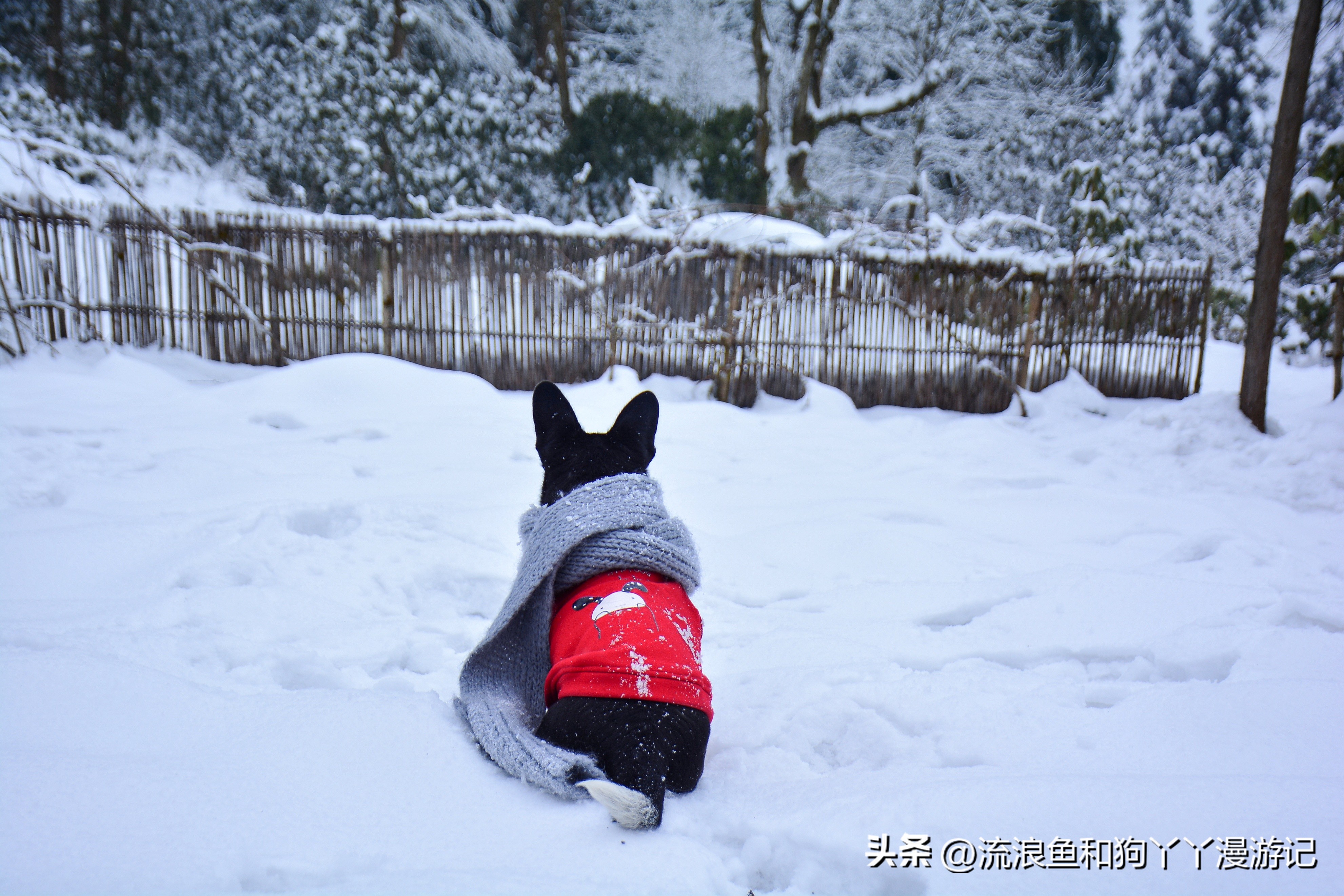 四月份成都近郊一日游好去处,2022成都近郊看雪一日游最佳去处