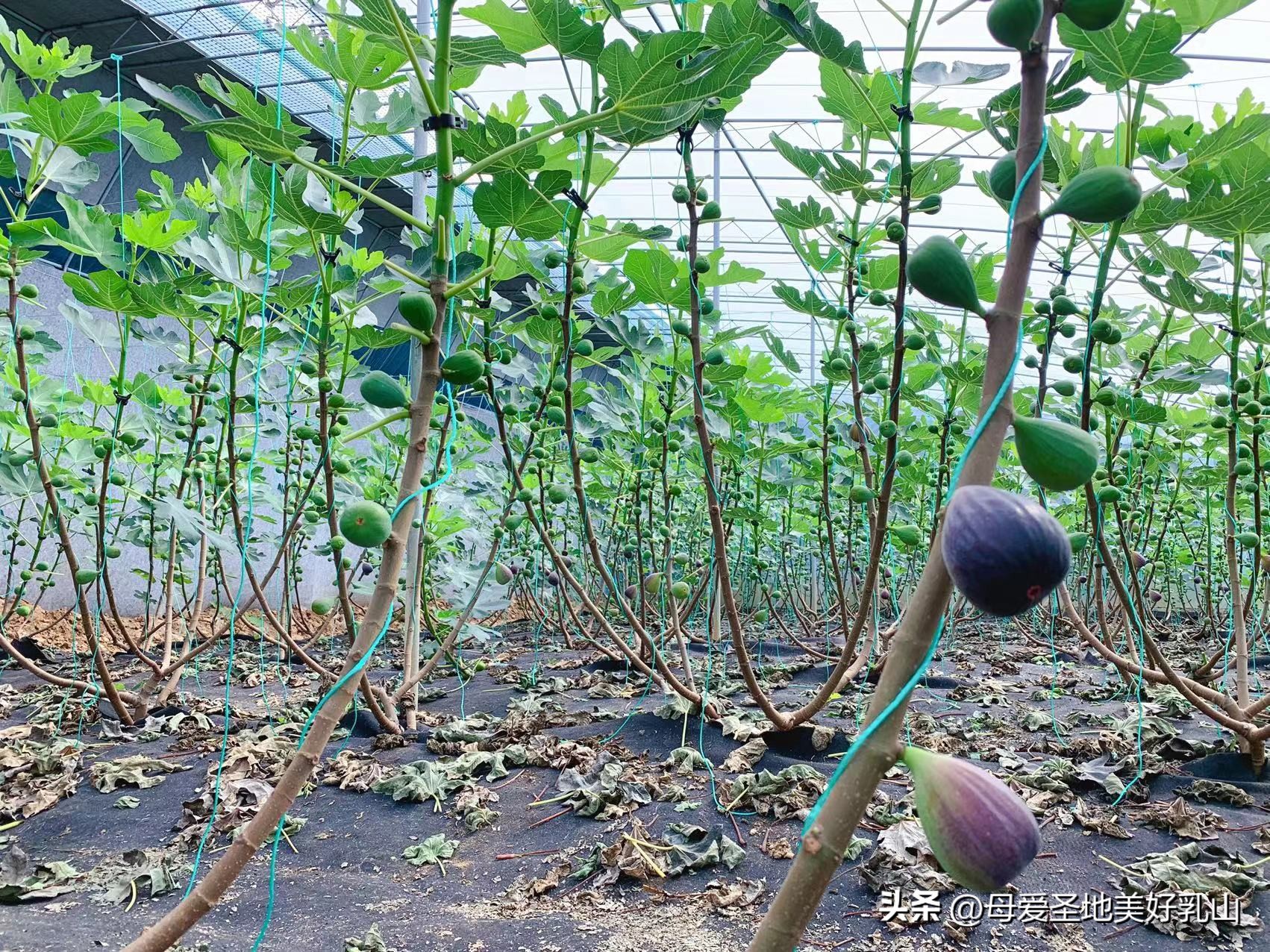 乳山一片海无花果,品味山海乳山