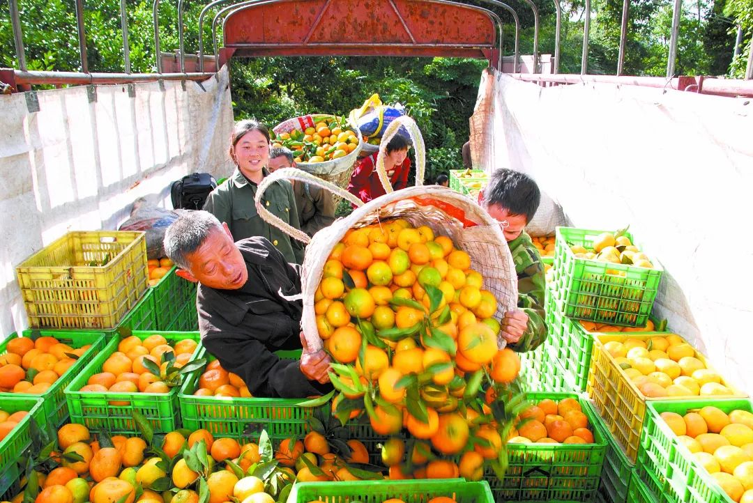 果香飘满“民心路”——四川省蒲江县人大督办代表建议推动打通物流大通道侧记