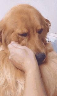 狗狗流眼泪眼睛有一层膜怎么回事,狗狗眼睛流眼泪还发蓝是什么原因