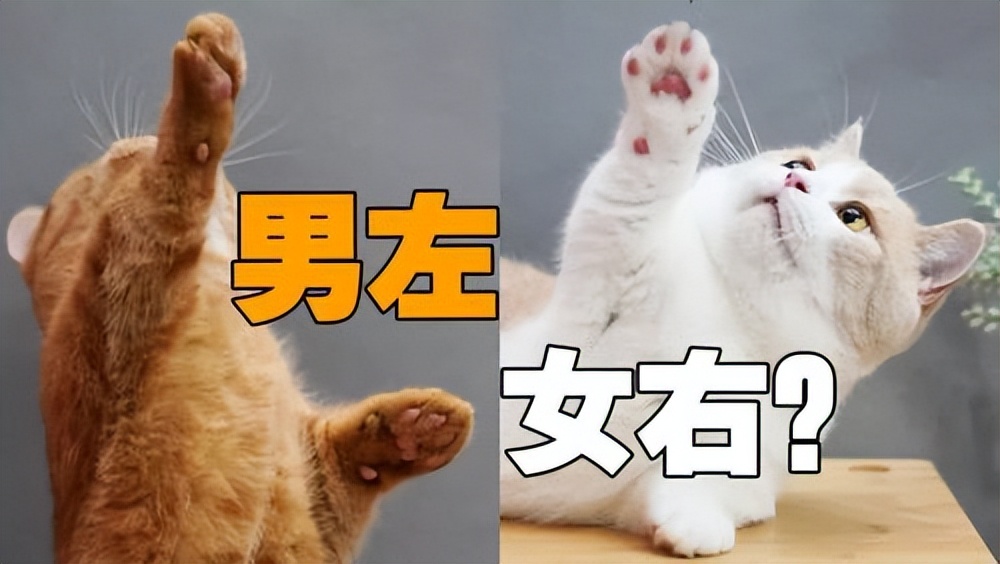 没养过猫的你知道猫咪的小秘密吗 (养猫人必须要知道的猫咪知识)